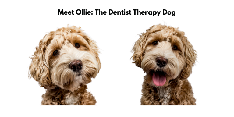 Dental Visits Transformed: Meet Ollie, the Dentist Therapy Dog Making Dental Visits a Walk in the Park 🐾
